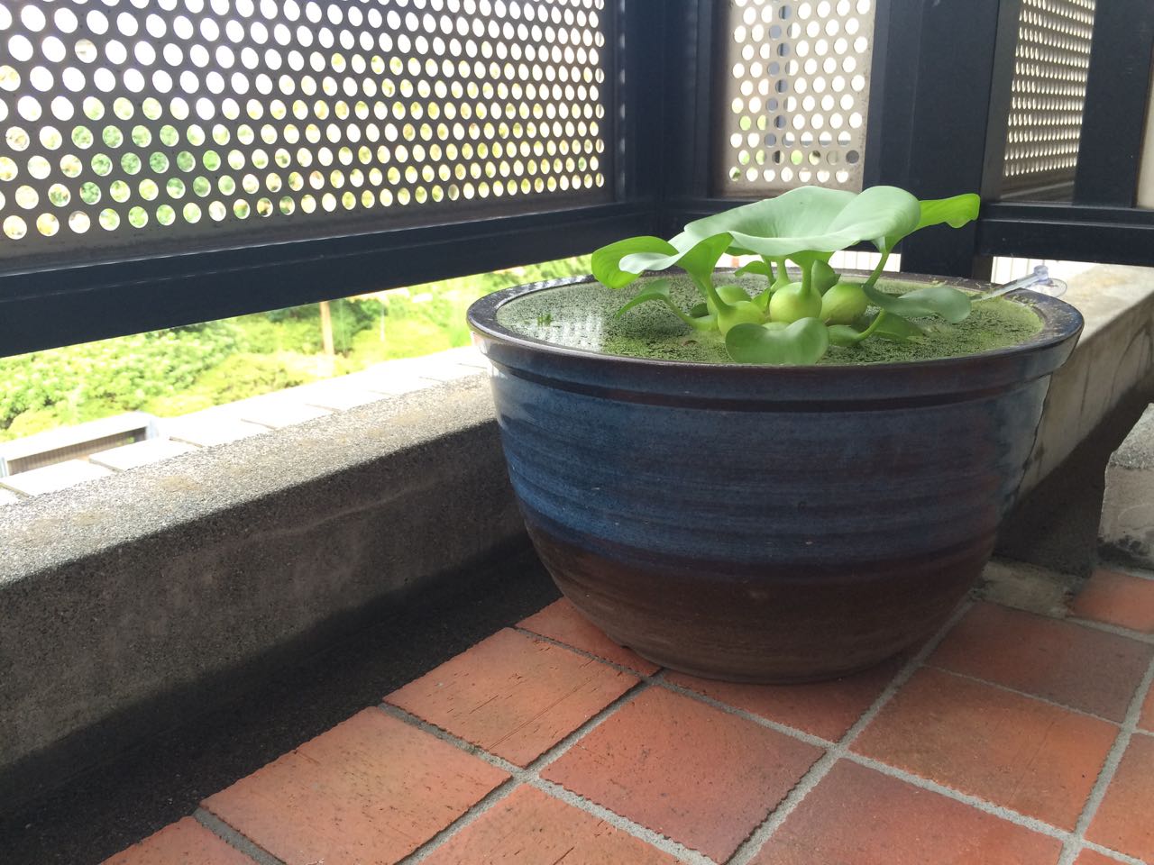 メダカ里山ビオトープの作り方 その２ 睡蓮鉢 ゴキゲンで行こうぜ